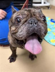 Shelter Stray Male Dog last seen ORANGE AVE AND 4TH AVE, Chula Vista, CA 91911