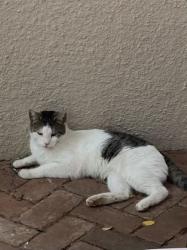Reunited Unknown Cat last seen High street, Auburn, CA 95603