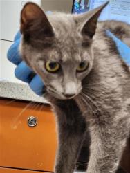 Shelter Stray Female Cat last seen UNION PARK WAY / E STOCKTON BLVD, 9150 Union Park Way, Elk Grove, CA 95624, USA