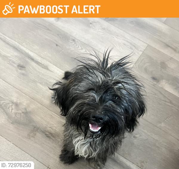 Found/Stray Female Dog last seen cobalt rd and seneca rd, San Bernardino County, CA 92392