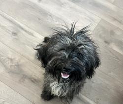 Found/Stray Female Dog last seen cobalt rd and seneca rd, San Bernardino County, CA 92392