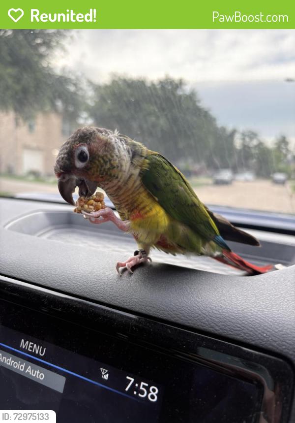 Reunited Female Bird last seen West Little York and Hwy 6, Houston, TX 77084