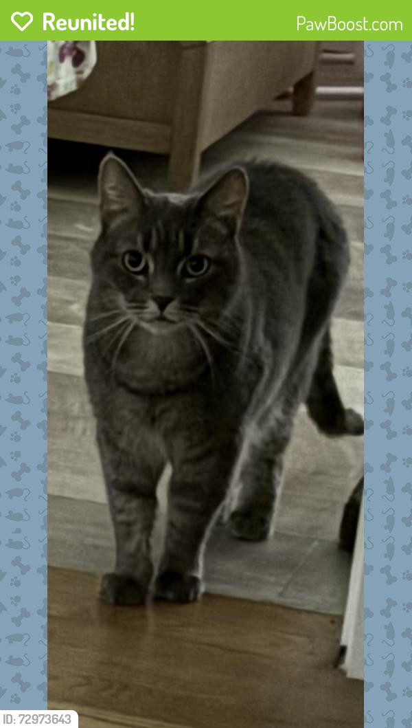 Reunited Female Cat last seen Plymouth st and Main Street , Carver, MA 02330