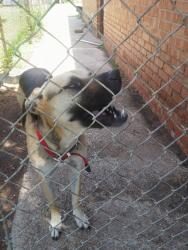Lost Female Dog last seen Northridge Elementary School, Oklahoma City, OK 73132