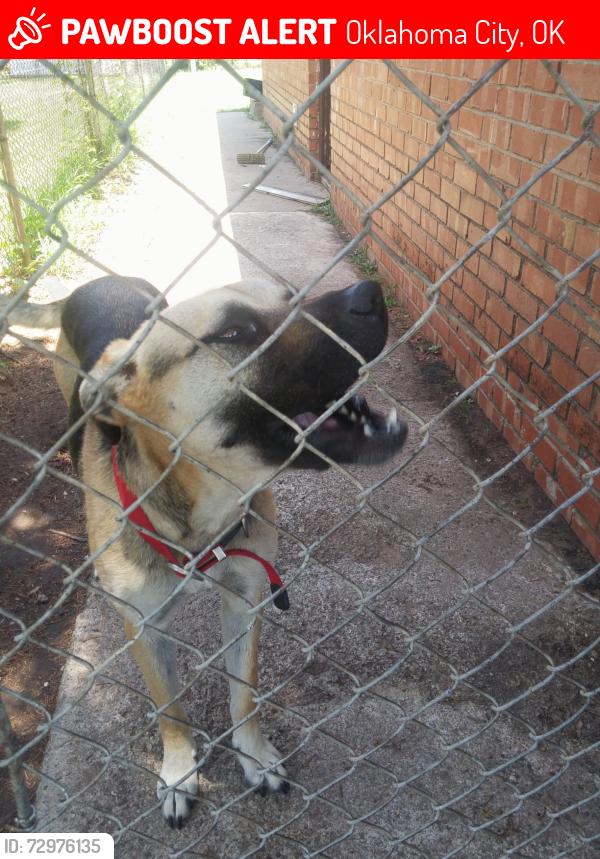 Lost Female Dog last seen Northridge Elementary School, Oklahoma City, OK 73132