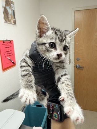 Shelter Stray Female Cat last seen Sacramento, CA 95823, Sacramento, CA 95828