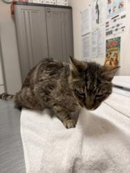 Shelter Stray Female Cat last seen Near Spaulding Way, Rancho Cordova, CA, Sacramento, CA 95828