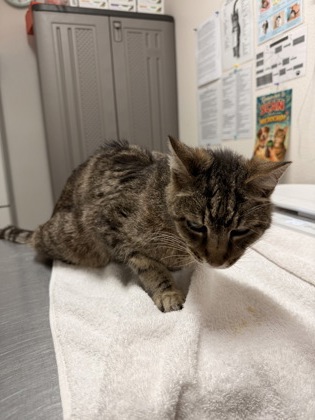 Shelter Stray Female Cat last seen Near Spaulding Way, Rancho Cordova, CA, Sacramento, CA 95828