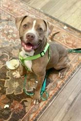 Shelter Stray Male Dog last seen Near DORIAN COURT, 30058, GA, Atlanta, GA 30341