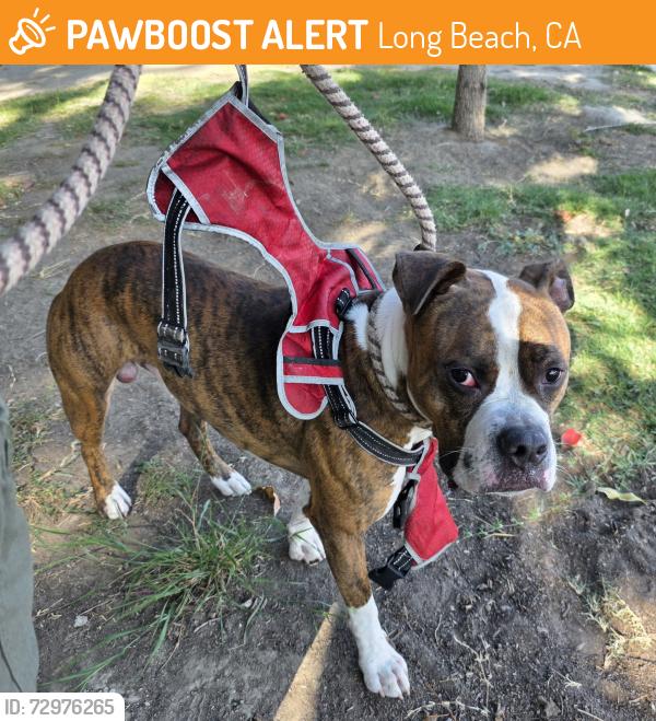 Found/Stray Male Dog last seen Near Quincy Ave, Long Beach, CA 90803, Long Beach, CA 90803