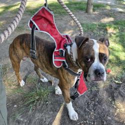 Found/Stray Male Dog last seen Near Quincy Ave, Long Beach, CA 90803, Long Beach, CA 90803