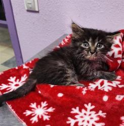 Shelter Stray Male Cat last seen Near Nino Aguileraz, CITY of El Paso, TX, 5001 Fred Wilson Ave, El Paso, TX 79906, USA