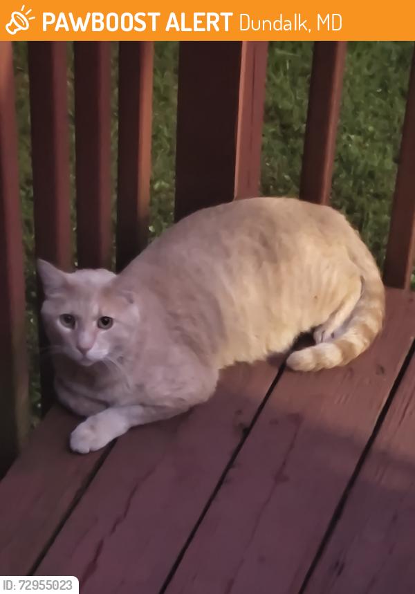 Found/Stray Male Cat last seen Graceland Park, Dundalk, MD 21222