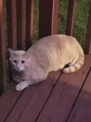 Found/Stray Male Cat last seen Graceland Park, Dundalk, MD 21222