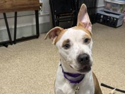 Shelter Stray Female Dog last seen Near Flatbush Avenue, BROOKLYN, NY, 11226, New York, NY 10029