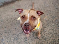 Shelter Stray Female Dog last seen Near E 214 Street, BRONX, NY, 10467, New York, NY 10029