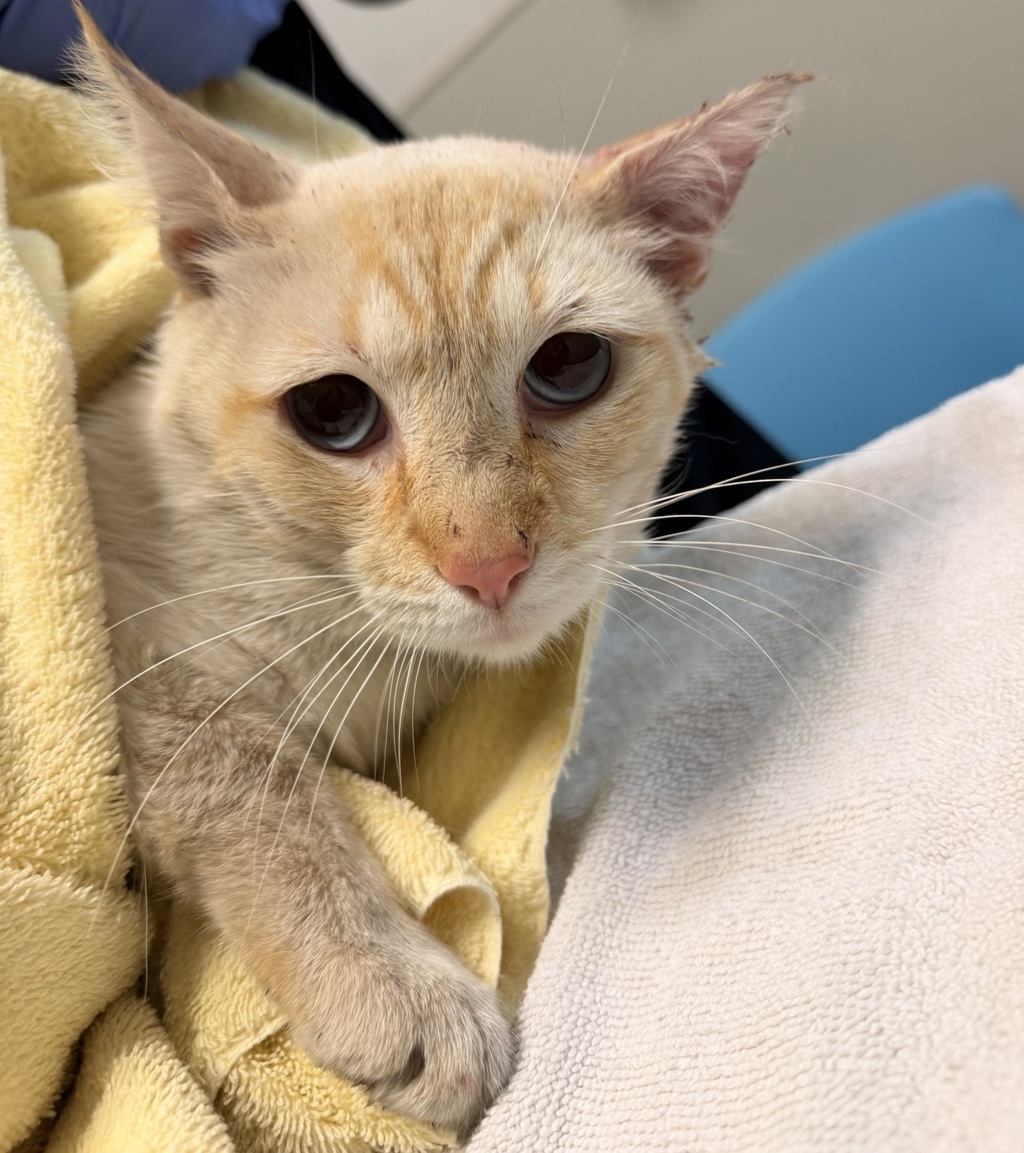 Shelter Stray Male Cat last seen Coronado Avenue, San Diego, CA, 92154, San Diego, CA 92110