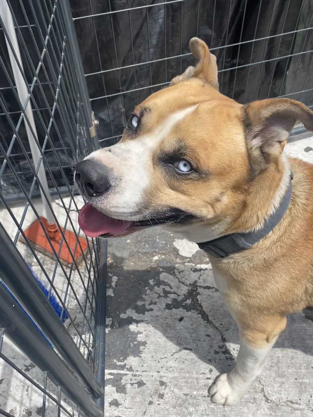Shelter Stray Male Dog last seen Near Nestor Way, San Diego, CA, 92154, 5500 Gaines St, San Diego, CA 92110, USA