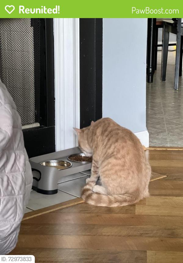 Reunited Male Cat last seen Old colony Road, Anderson, SC 29621