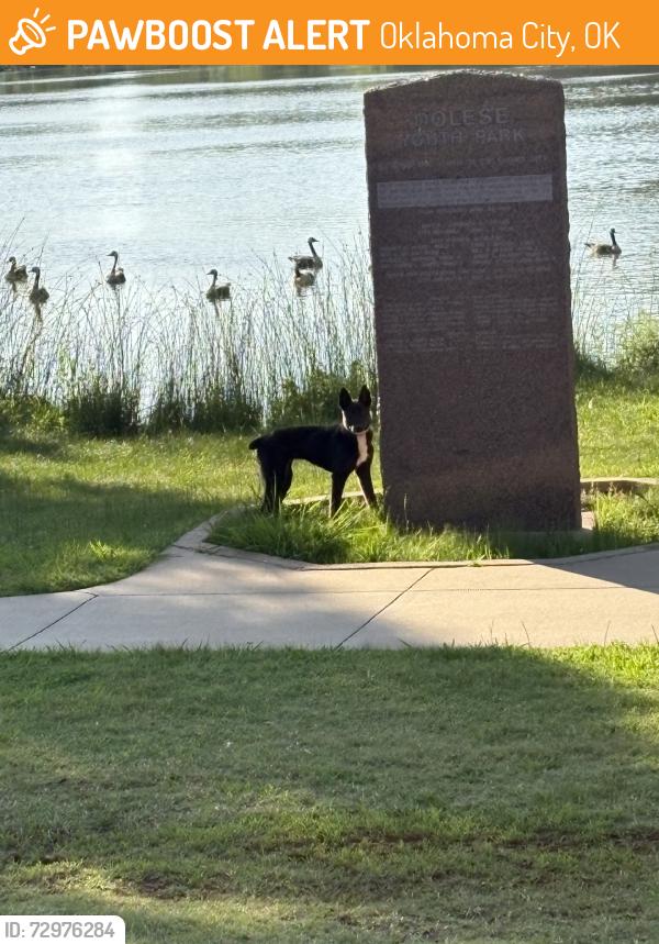 Found/Stray Unknown Dog last seen NW50 and Meridian, Oklahoma City, OK 73112