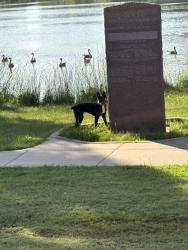 Found/Stray Unknown Dog last seen NW50 and Meridian, Oklahoma City, OK 73112