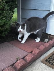 Found/Stray Unknown Cat last seen Tracey Lynne Circle, Glen Allen, VA 23060