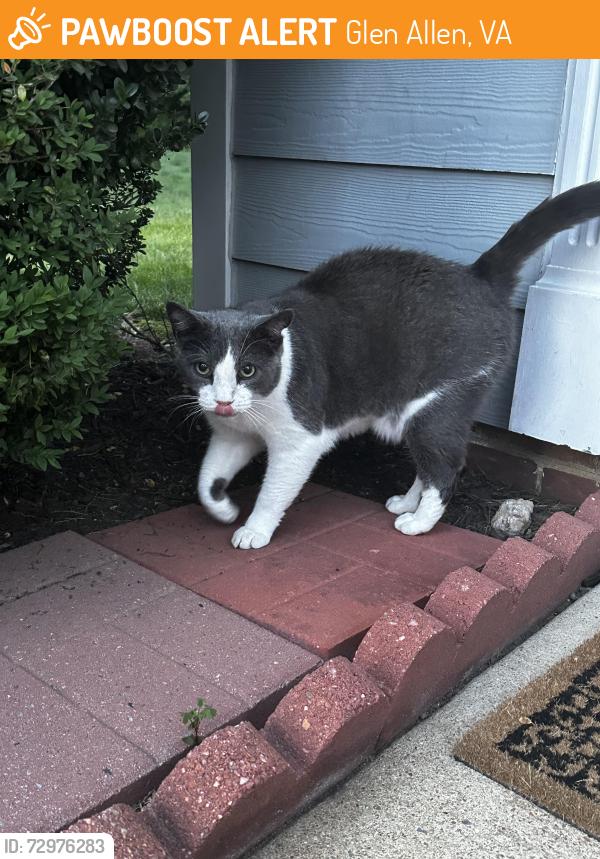 Found/Stray Unknown Cat last seen Tracey Lynne Circle, Glen Allen, VA 23060