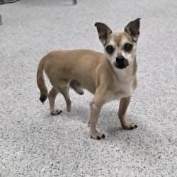 Shelter Stray Male Dog last seen , 5801 Graye Ln, Caldwell, ID 83607, USA