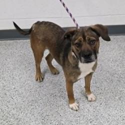 Shelter Stray Female Dog last seen , Caldwell, ID 83605