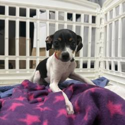 Shelter Stray Female Dog last seen , Tampa, FL 33607