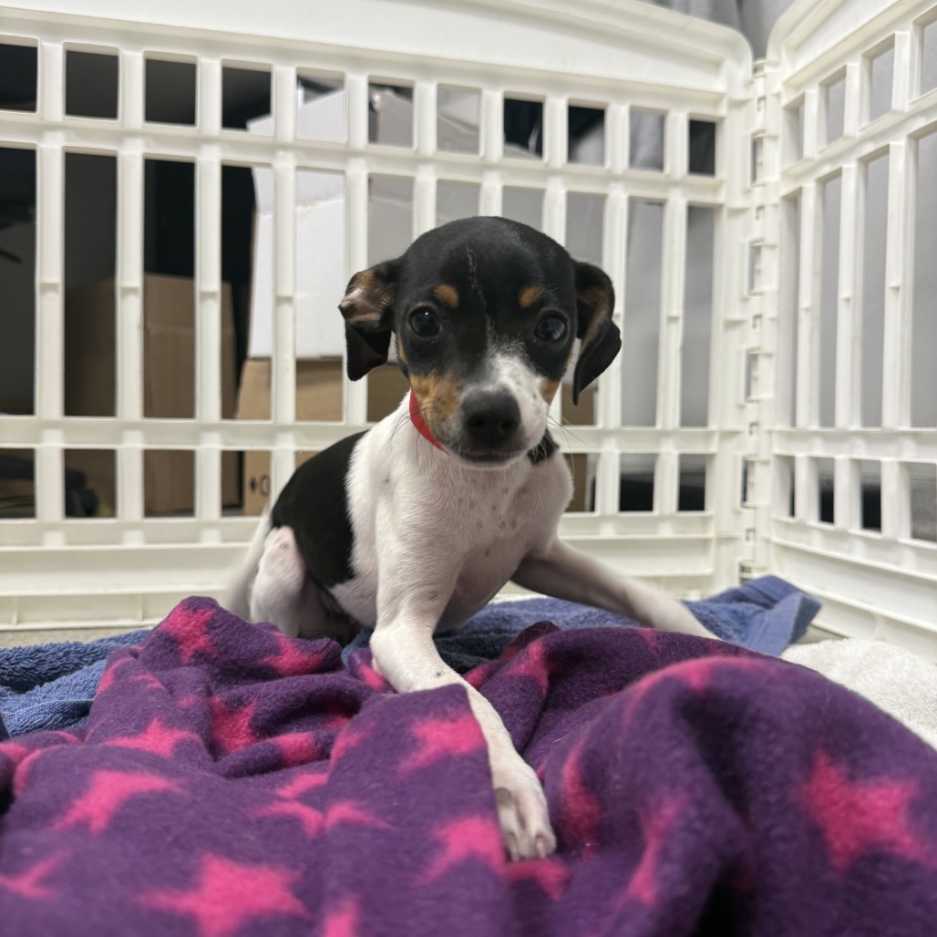Shelter Stray Female Dog last seen , Tampa, FL 33607