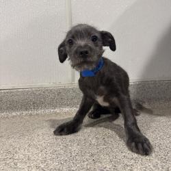 Shelter Stray Male Dog last seen , Tampa, FL 33607