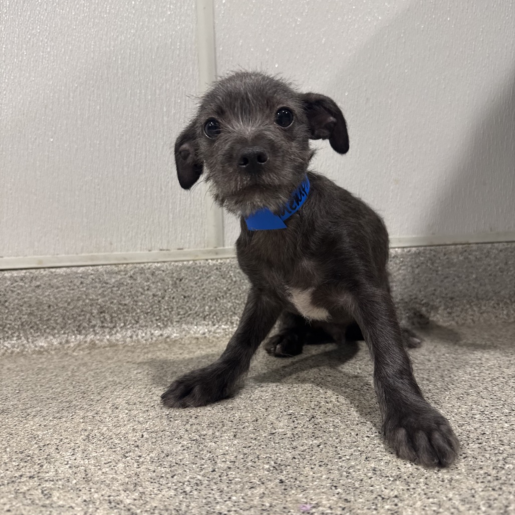 Shelter Stray Male Dog last seen , Tampa, FL 33607