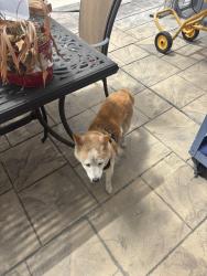 Reunited Male Dog last seen Winchester and Williams, San Jose, CA 95117