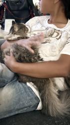 Reunited Male Cat last seen Highland ave and 43th , San Diego, CA 92113