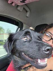 Reunited Male Dog last seen Advance auto parts, Ruskin, FL 33570