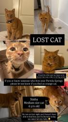 Lost Male Cat last seen Native Spring, Irvine, CA 92618