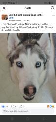 Lost Female Dog last seen Blossom and Orchard, Alsip, IL 60803