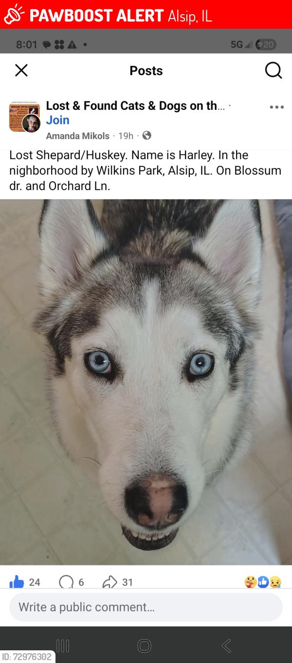 Lost Female Dog last seen Blossom and Orchard, Alsip, IL 60803