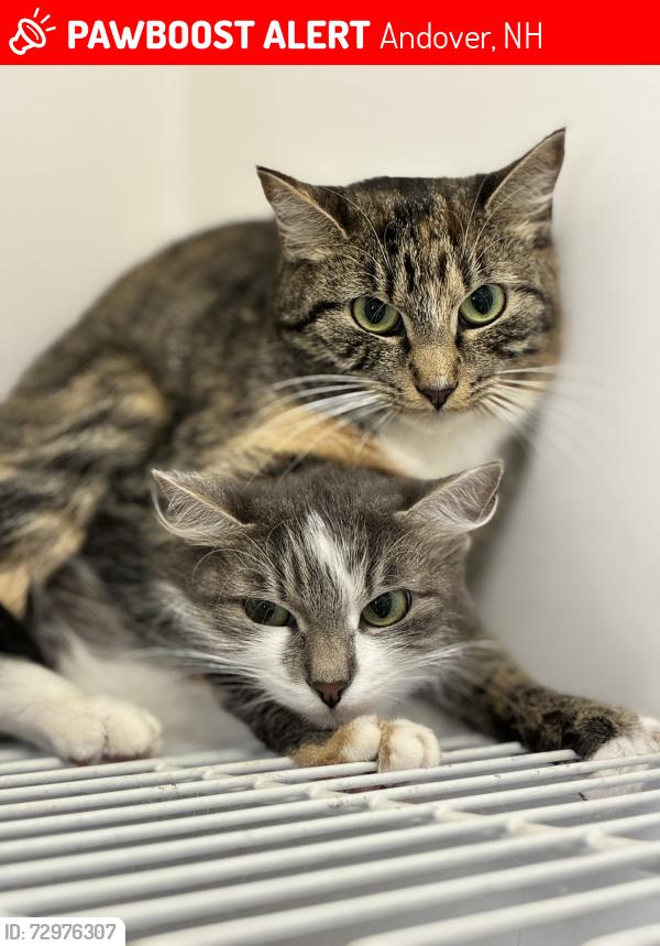 Lost Female Cat last seen Racoon hill road , Andover, NH 03216