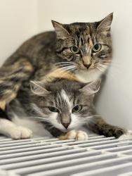 Lost Female Cat last seen Racoon hill road , Andover, NH 03216