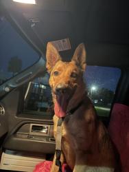 Reunited Female Dog last seen Roadrunner travel resort entrance, Fort Pierce, FL 34946