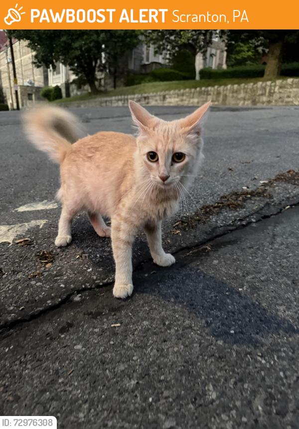 Found/Stray Male Cat last seen The old John Neumann Church , Scranton, PA 18505
