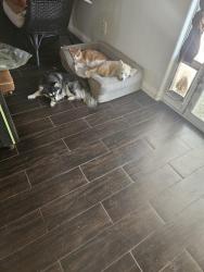 Reunited Female Dog last seen Sloan and Sahara , Las Vegas, NV 89142