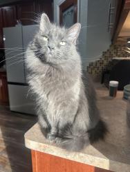 Lost Female Cat last seen Near se 3rd st, Lee's Summit, MO 64063