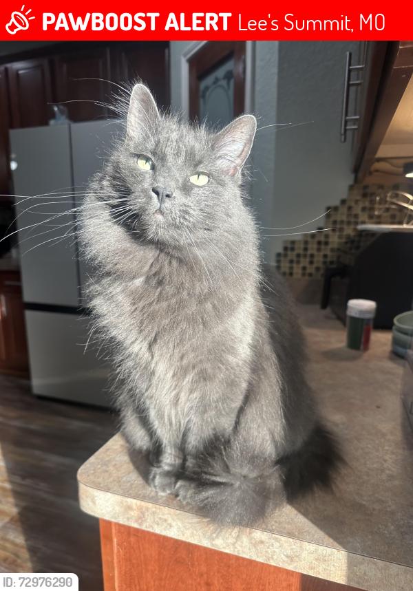 Lost Female Cat last seen Near se 3rd st, Lee's Summit, MO 64063
