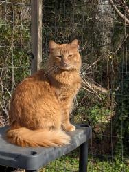 Lost Male Cat last seen Lost near Calico/Rocky Road, Lenoir, NC 28645