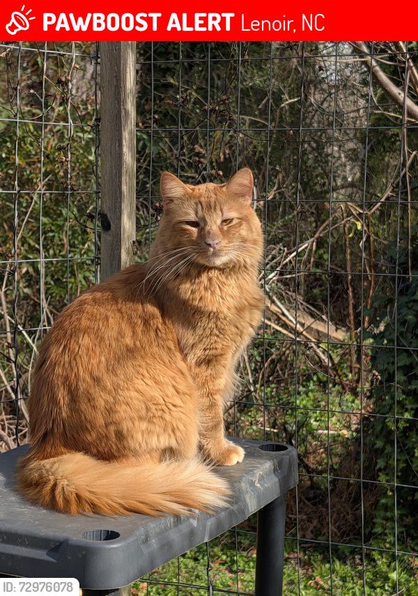 Lost Male Cat last seen Lost near Calico/Rocky Road, Lenoir, NC 28645