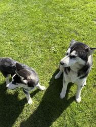 Reunited Female Dog last seen Near boones ferry rd ne aurora or, Aurora, OR 97002