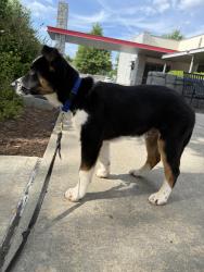Found/Stray Male Dog last seen eastside wash hse , Athens, GA 30605